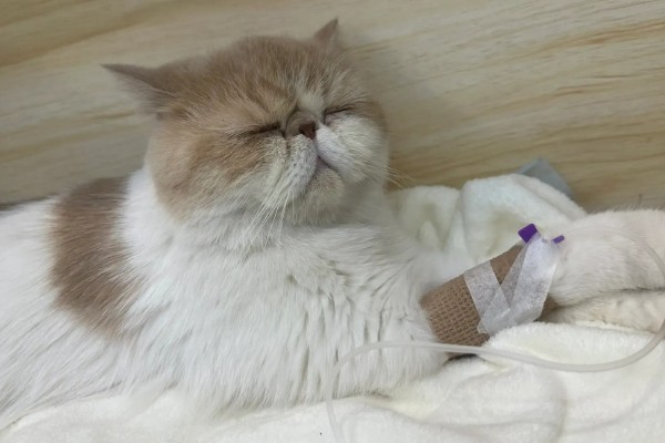 猫咪胰腺炎的原因，可能是寄生虫堵塞胰腺导管导致