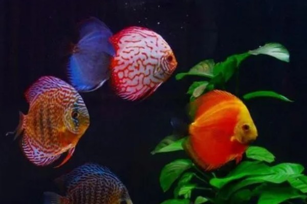 七彩神仙鱼多大开始发色，在3-4个月左右就开始