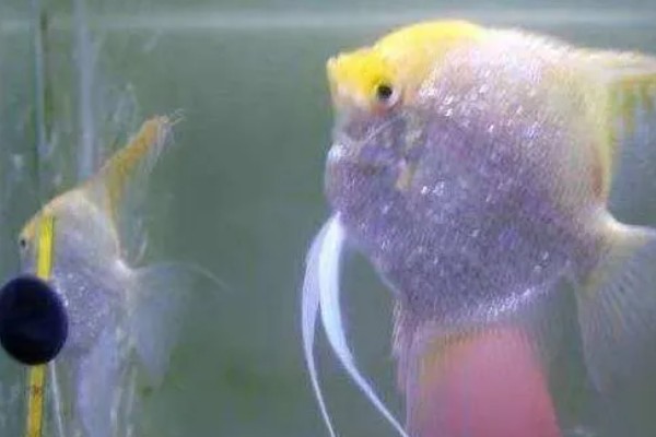 七彩神仙鱼多大开始发色，在3-4个月左右就开始