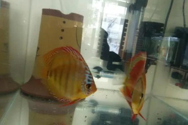 七彩神仙鱼多大开始发色，在3-4个月左右就开始