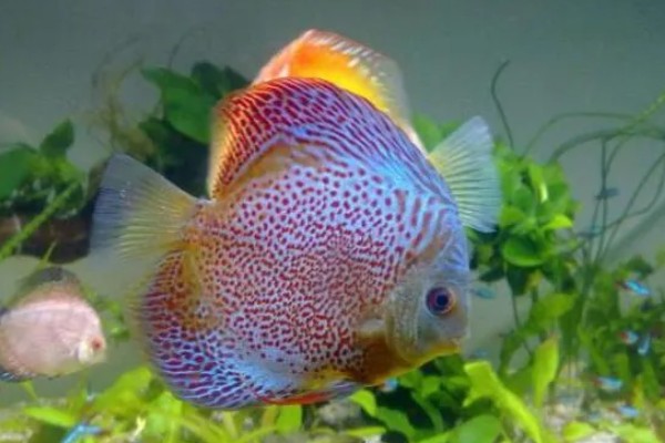 七彩神仙鱼多大开始发色，在3-4个月左右就开始