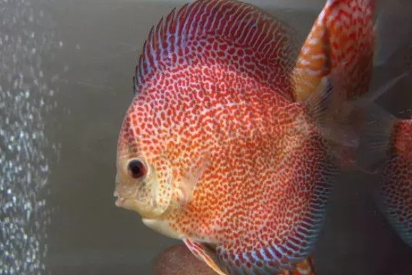 七彩神仙鱼多大开始发色，在3-4个月左右就开始