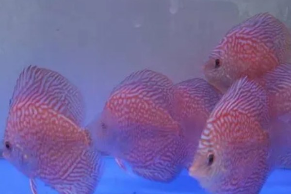 七彩神仙鱼多大开始发色，在3-4个月左右就开始