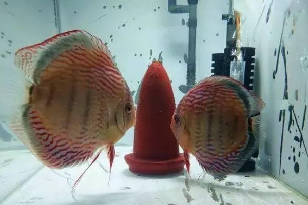 七彩神仙鱼多大开始发色，在3-4个月左右就开始