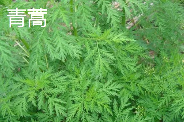 青蒿和黄花蒿的区别，叶片、花朵都不同