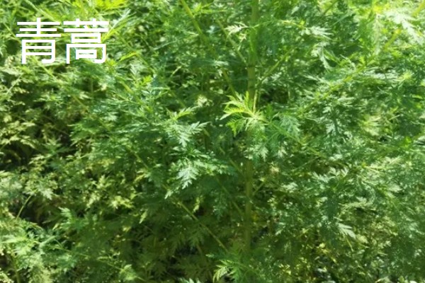青蒿和黄花蒿的区别，叶片、花朵都不同