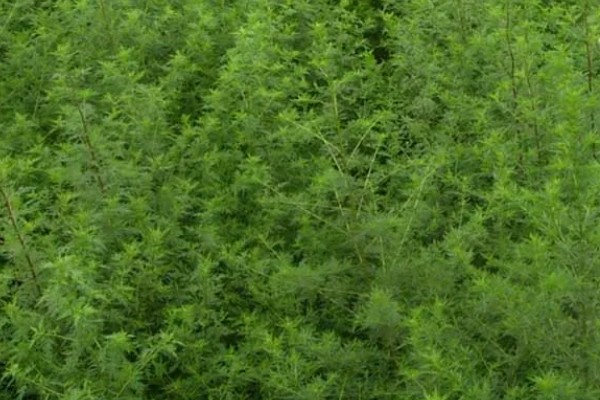 青蒿和黄花蒿的区别，叶片、花朵都不同