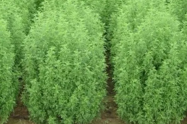 青蒿和黄花蒿的区别，叶片、花朵都不同