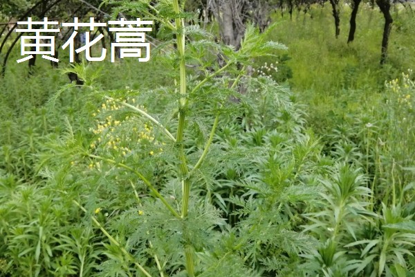青蒿和黄花蒿的区别，叶片、花朵都不同