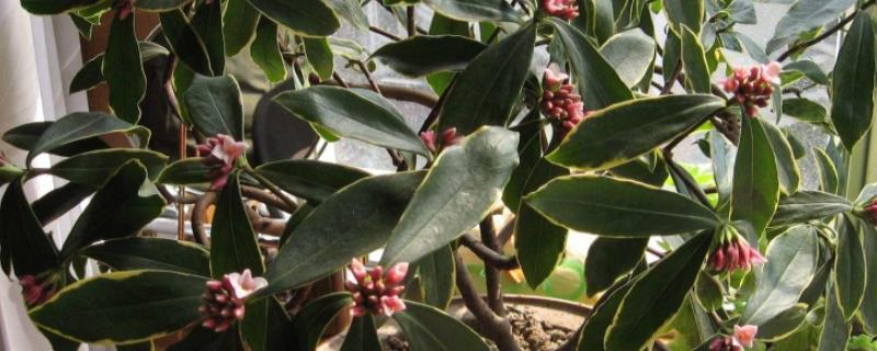 金边瑞香怎么扦插,插入土壤前要对枝条底部涂抹生根粉