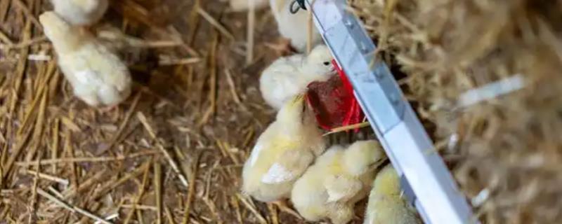 小鸡喝水会不会死,小鸡喝水不会死