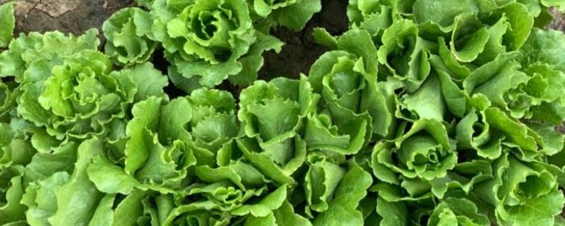 生菜的种植时间，2-4月份、7-8月份都可以播种