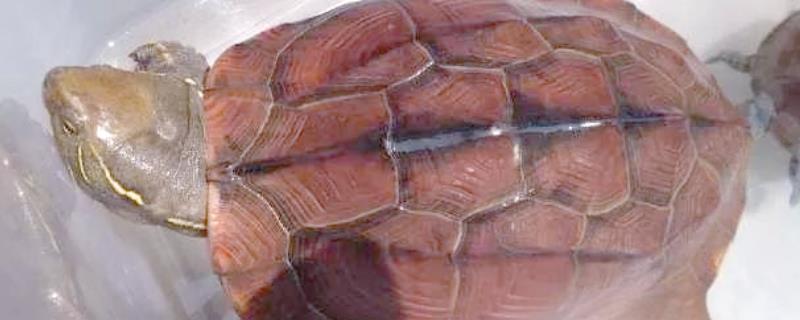 中华草龟好不好养，生命力顽强容易养殖