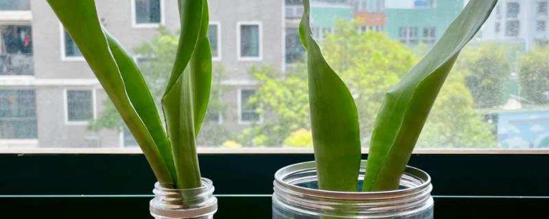 水培虎皮兰如何快速生根，及时的换水很重要