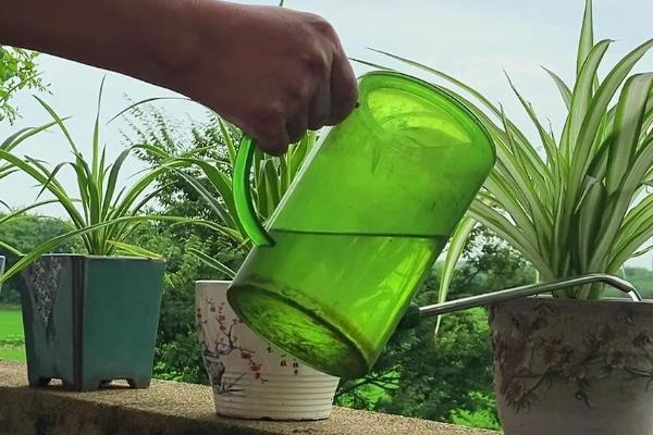 吊兰如何养护,适合在湿润环境中生长