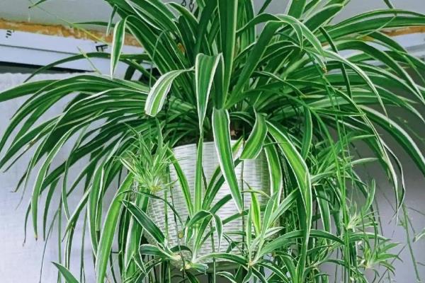 吊兰如何养护,适合在湿润环境中生长