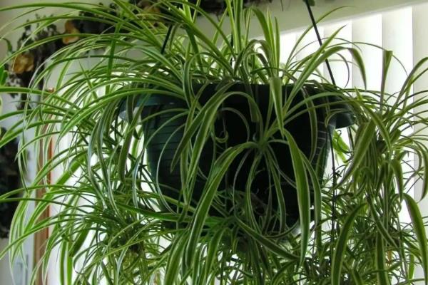 吊兰如何养护,适合在湿润环境中生长