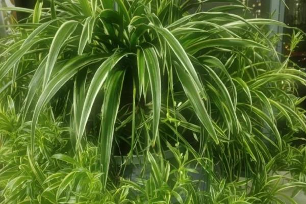 吊兰如何养护,适合在湿润环境中生长