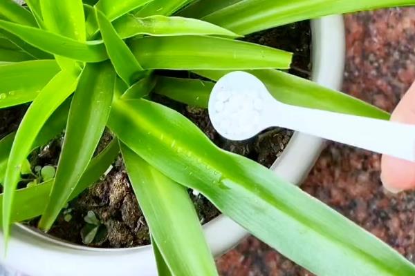 吊兰如何养护,适合在湿润环境中生长