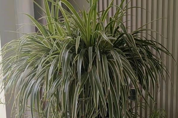 吊兰如何养护,适合在湿润环境中生长