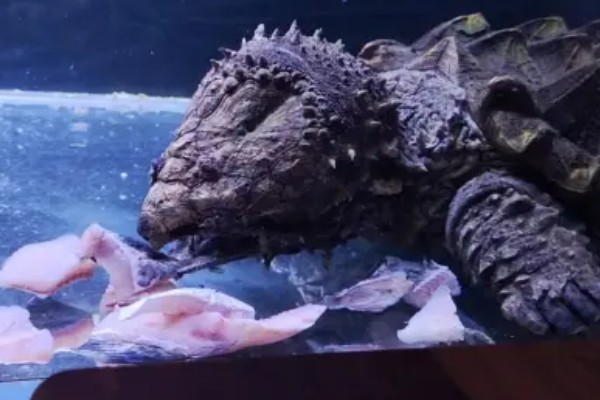 鳄龟喂什么龟粮，可以选择偏含肉类的龟粮