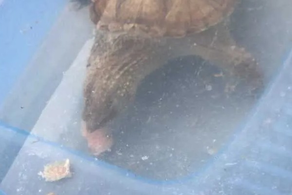 鳄龟喂什么龟粮，可以选择偏含肉类的龟粮