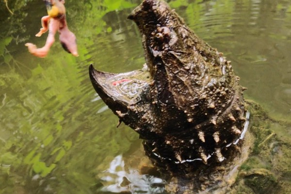 鳄龟喂什么龟粮，可以选择偏含肉类的龟粮