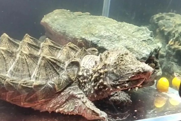 鳄龟喂什么龟粮，可以选择偏含肉类的龟粮