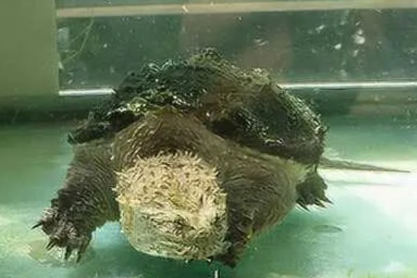 鳄龟喂什么龟粮，可以选择偏含肉类的龟粮