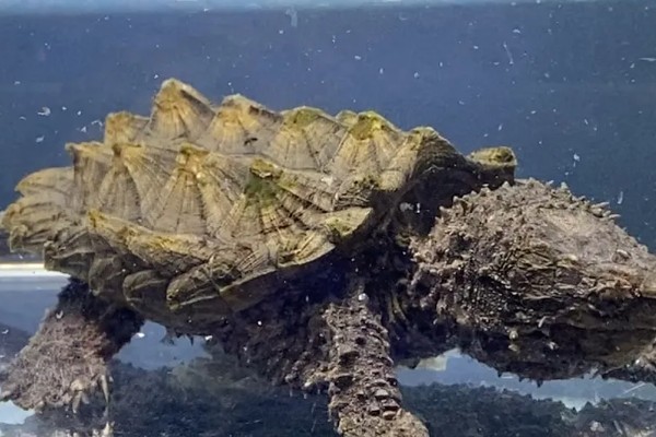 鳄龟喂什么龟粮，可以选择偏含肉类的龟粮