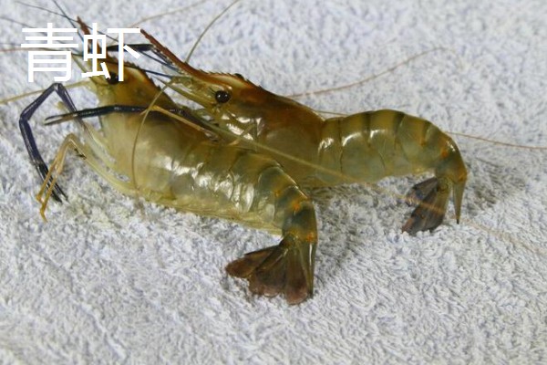 虾有哪些种类，常见的有青虾、白虾等