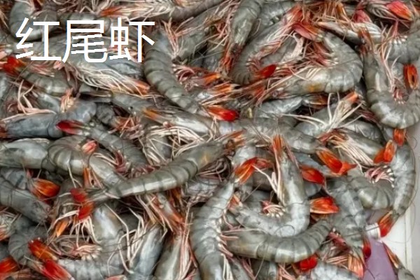 虾有哪些种类，常见的有青虾、白虾等