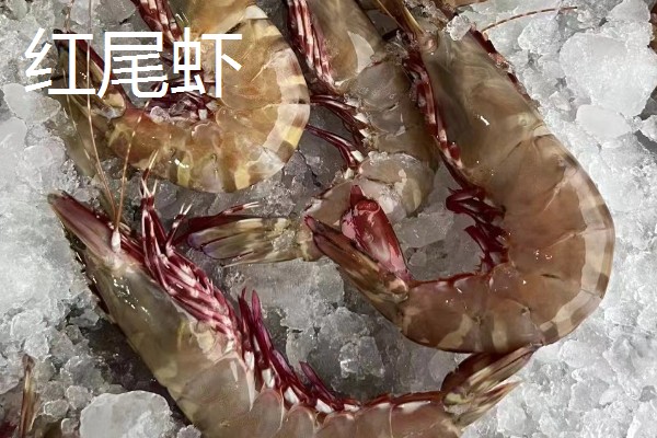 虾有哪些种类，常见的有青虾、白虾等