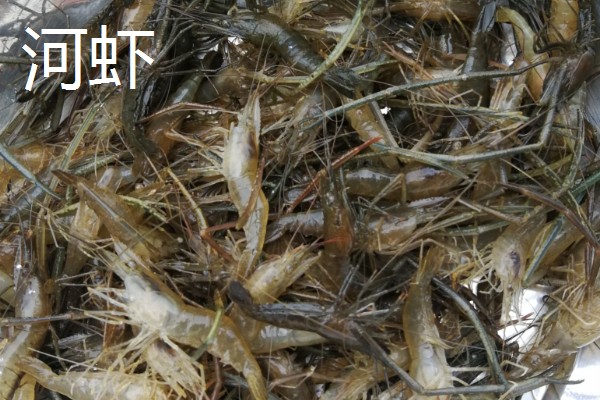 虾有哪些种类，常见的有青虾、白虾等