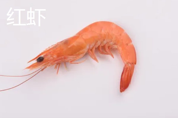 虾有哪些种类，常见的有青虾、白虾等
