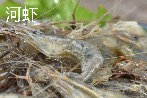 虾有哪些种类，常见的有青虾、白虾等