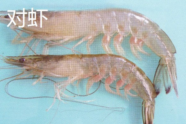 虾有哪些种类，常见的有青虾、白虾等