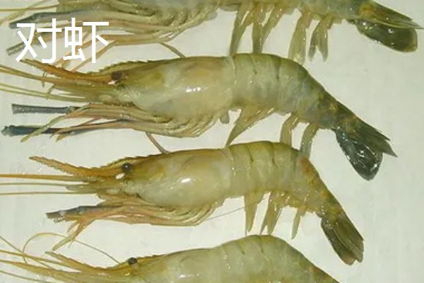 虾有哪些种类，常见的有青虾、白虾等