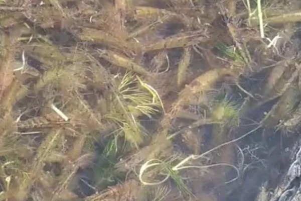 虾有哪些种类，常见的有青虾、白虾等