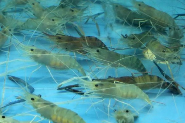 虾有哪些种类，常见的有青虾、白虾等