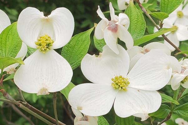 四照花的简介，属于山茱萸科落叶小乔木