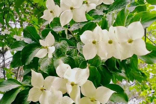 四照花的简介，属于山茱萸科落叶小乔木