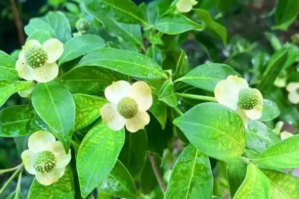 四照花的简介，属于山茱萸科落叶小乔木