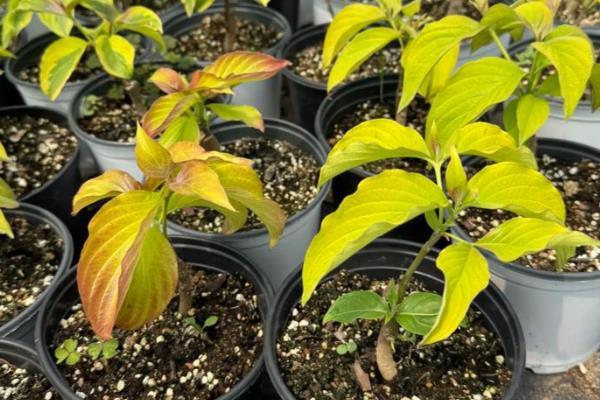 四照花的简介，属于山茱萸科落叶小乔木