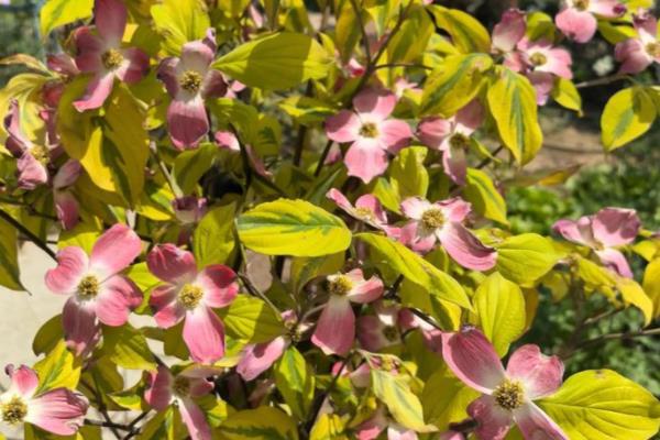 四照花的简介，属于山茱萸科落叶小乔木