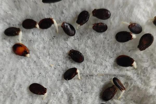 西瓜直播多少天可以出土，大约5-7天就可以出土