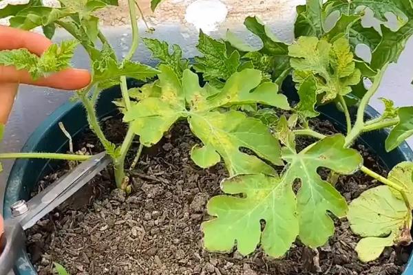 西瓜直播多少天可以出土，大约5-7天就可以出土