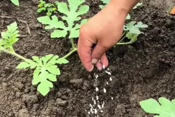 西瓜直播多少天可以出土，大约5-7天就可以出土