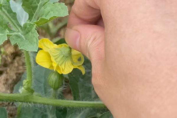 西瓜直播多少天可以出土，大约5-7天就可以出土