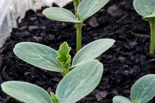 西瓜直播多少天可以出土，大约5-7天就可以出土